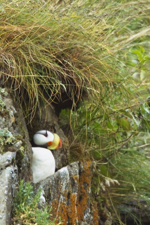 A puffin nesting in the spaces between the rocksの写真素材
