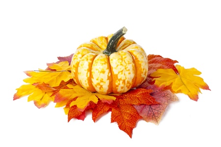 Close shot of small pumpkins on leaves, isolated on white.の写真素材