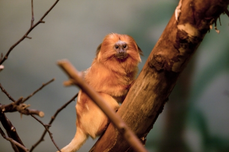 Golden Lion Tamarin is a tropical primate found in the American continent  that dwells in tree branches.の写真素材