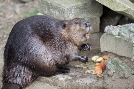 Wet Beaver that came right out of the pond is munching on food.の写真素材