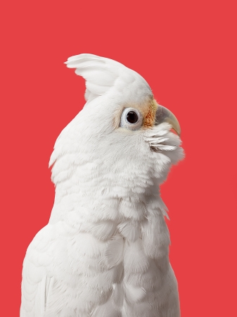 A close-up portrait of the upper portion of a white parrot isolated on red backgroundの写真素材
