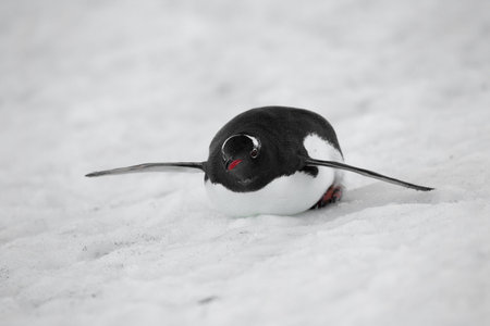 Image penguin sliding on the snowの写真素材