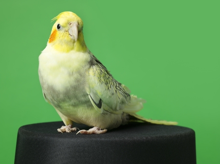 Close-up of parrot sitting on black hat over green backgroundの写真素材