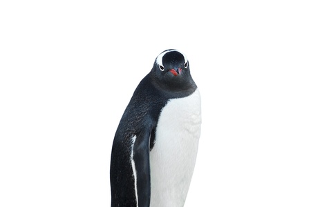 Cute penguin isolated on white backgroundの写真素材