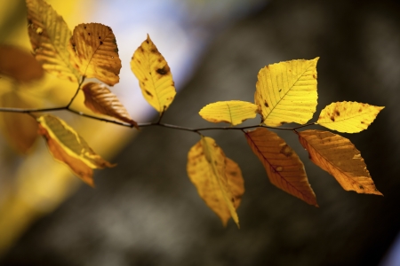 Close-up image of autumn leaves.の写真素材