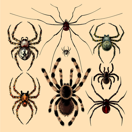 Spidersのイラスト素材