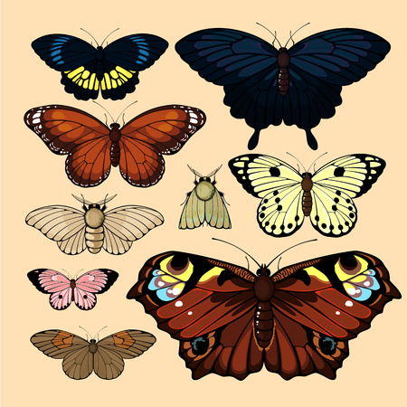 Butterflies and mothsのイラスト素材
