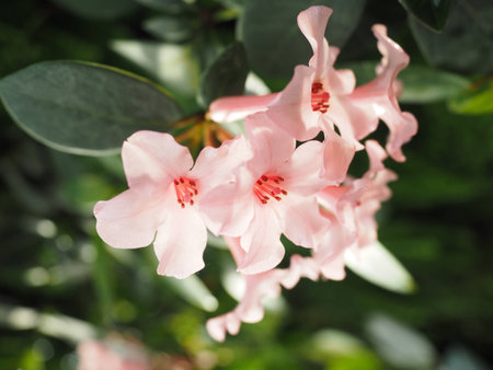 Flower の写真素材