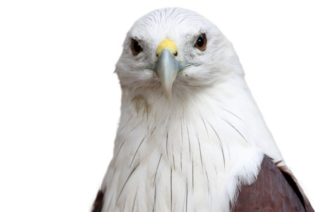 white bald eagle
