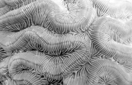 Macro shot of Brain Coral   