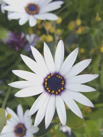 Close up shot of a Daiseyの写真素材