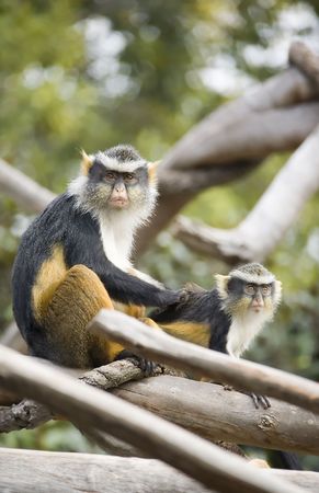 Mother Monkey grooming Her Son in the trees.の写真素材