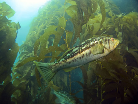 Kelp Bass swimming in the Kelp on Catalina Island