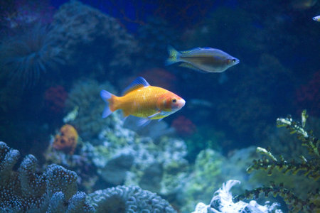 Tropical Fish in an Aquarium with blue waterの写真素材