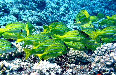 Blue Striped Snapper in Maui Hawaiiの写真素材