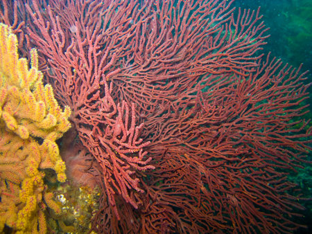Gorgonian Sea Fan and Soft Coral in Catalina's Underwater Parkの写真素材
