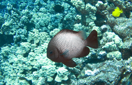 Hawaiian Dascyllus on a Reef in Kona Hawaii