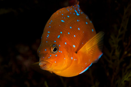Juvenile Garibaldi in Catalina