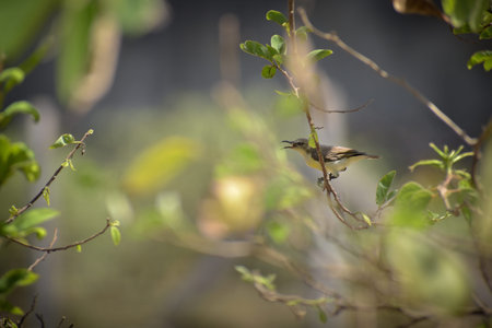A sunbird sitting on branch and singing with a beautifull background
