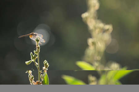 A dragonfly with foreground and bokeh behind itの写真素材