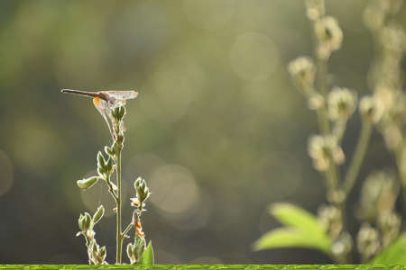 A red dragonfly with shining wings with bokeh background and foregroundの写真素材
