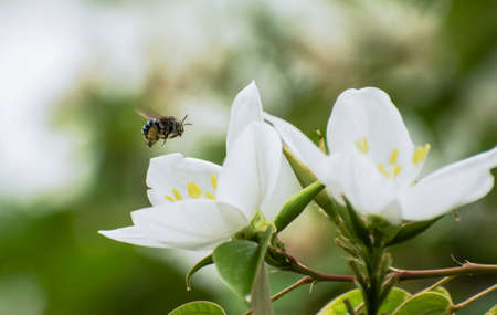 A small bee flying over white flowerの写真素材