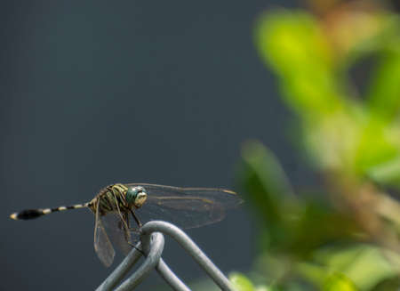 A dragonfly closeup image with shallow depth backgroundの写真素材