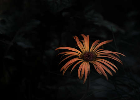 A orange jerbera flower with dark backgroundの写真素材