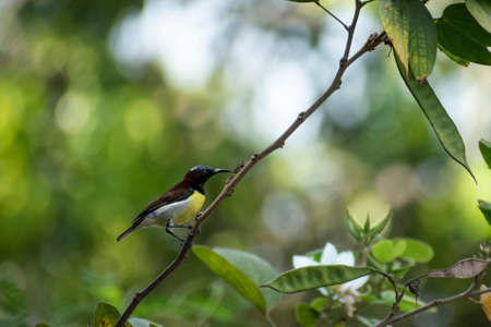 A purple rumped sunbird with bokeh in backgroundの写真素材