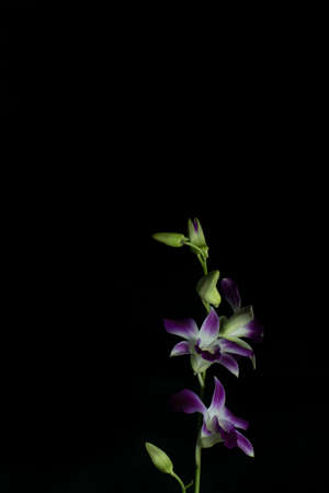 purple and white orchids with black backgroundの写真素材