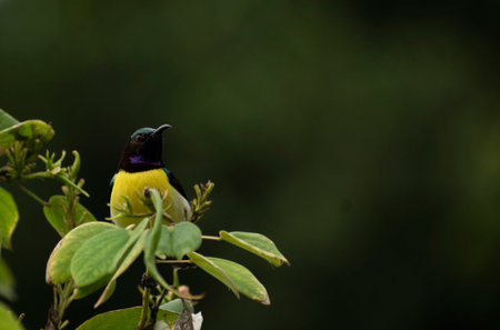 A purple rumped sunbird sitting on leaves with lot of space in image to writeの写真素材