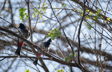 Red vented bulbul  in its habitat