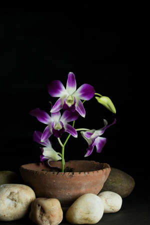 purple and white orchids with black backgroundの写真素材