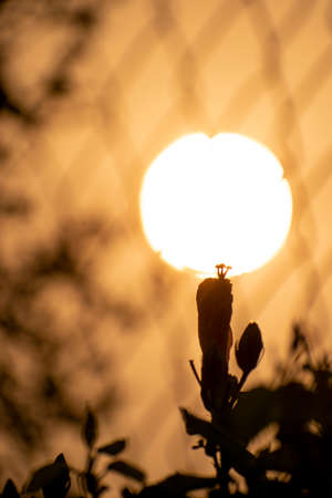A silhoutte image of flower bud with sun in background which looks like golden lampの写真素材