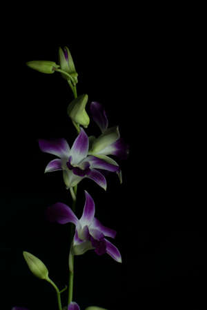 purple and white orchids with black backgroundの写真素材