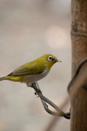 Warbling white eye bird sitting on branchの写真素材