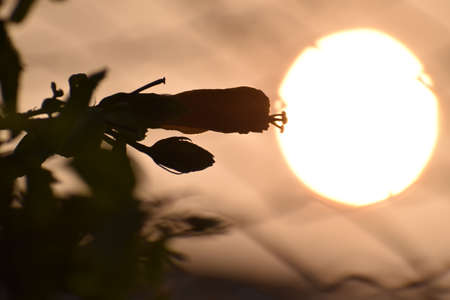 A silhoutte image of flower bud with sun in background which looks like golden lampの写真素材