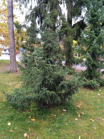 Autumn day in Imatra, Finlandの写真素材