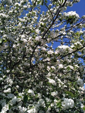 Blossoming of an apple-tree in the springの写真素材