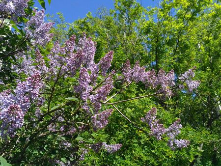 Blossoming of a lilac in the springの写真素材