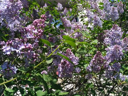 Blossoming of a lilac in the springの写真素材