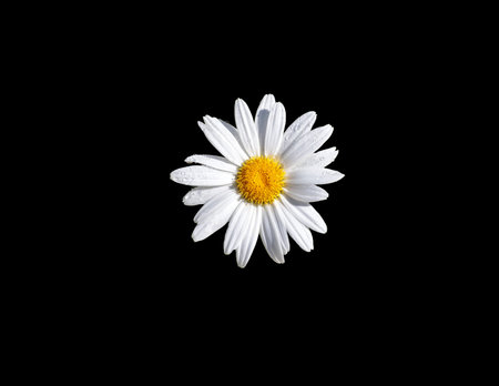 Beautiful White Daisy on Black Backgroundの写真素材