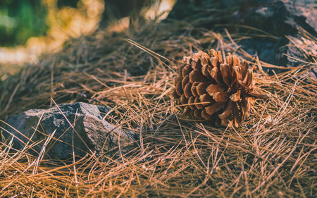 Pine cone laying in a pile of pine needles on the forest floor