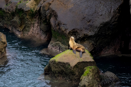California Sea Lion sitting on rocks in the morning sun light in La Jolla, San Diego, Californiaの写真素材
