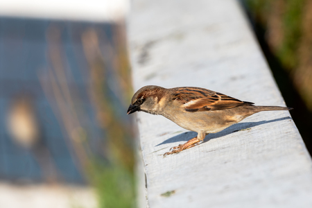 Sparrow sitting on a ledge in the sun at the beachの写真素材
