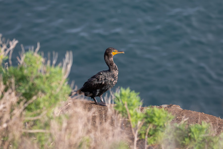 Cormorant bird standing on the bluff, La Jolla beach, San Diego, Californiaの写真素材