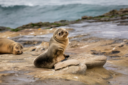 Baby Sea Lion Pup sitting on the rocks - cute face - La Jolla, San Diego, Californiaの写真素材