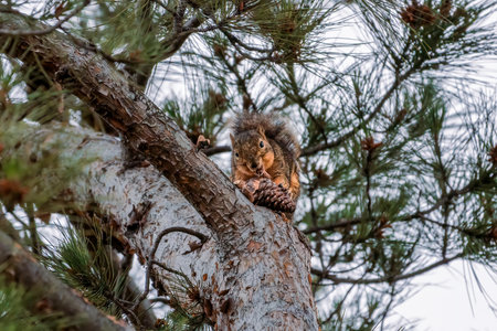 Squirrel eating a pine cone in a tree in the early morning. Tree Squirrelの写真素材