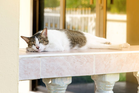 Fat cat is sleepingの写真素材