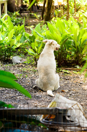 White dog sitting in the middle of the forest.の写真素材